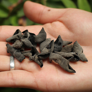 娟姐东北椴木黑木耳干货 优质小碗耳老鼠耳秋木耳云耳250g