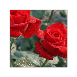 红玫瑰花苗红色玫瑰花系列卡罗拉 切花月季 盆栽地栽带花苞发货