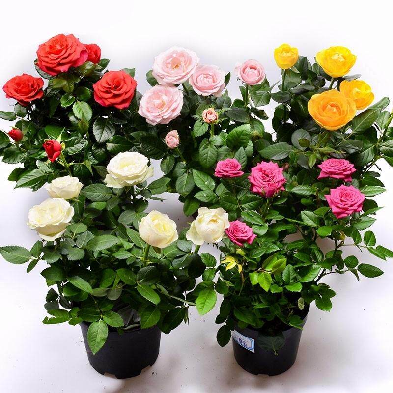 玫瑰花盆栽月季室内阳台客厅四季绿植花卉盆景带花苞发货