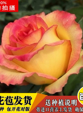 沐春月季--埃斯托里尔-微型月季丹麦阳台系列，荷兰十二星座系列