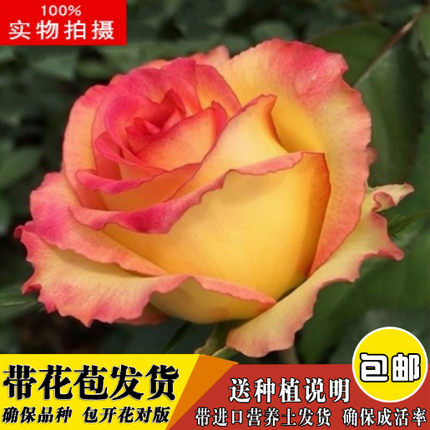 沐春月季--埃斯托里尔-微型月季丹麦阳台系列，荷兰十二星座系列