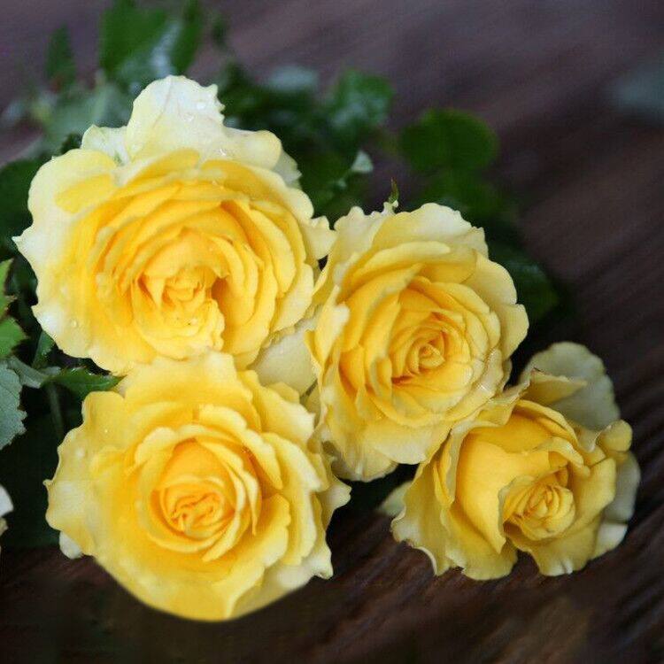 新品 灌木月季 诗人的妻子 诗人之妻 欧月花苗室内外庭院阳台大花