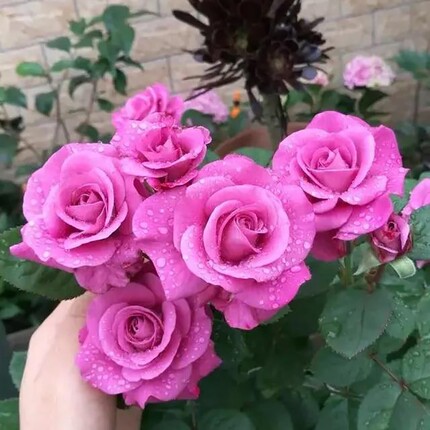 冥王星微型月季花苗室内外庭院阳台盆栽花卉植物四季紫色大花