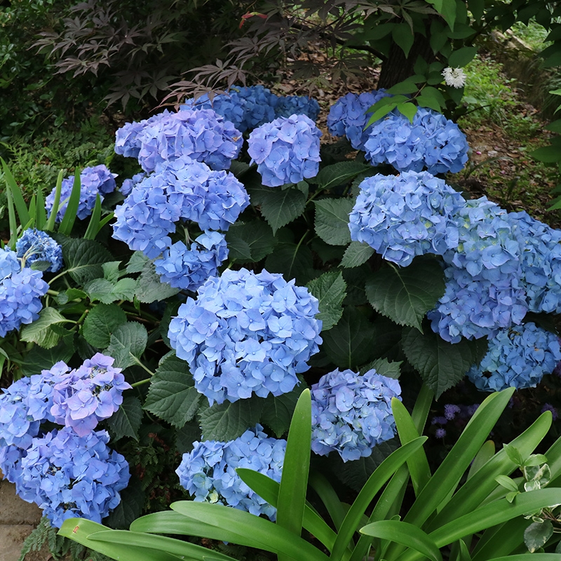 绣球套餐阳台庭院无尽夏植物花卉