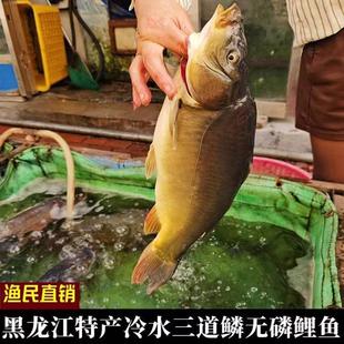 黑龙江土特产冷水三道鳞大鲤鱼锂拐子无磷鱼新鲜整条鲜活速冻水产