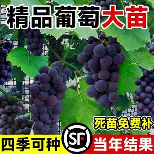 巨峰葡萄苗大蓝宝石葡萄树苖果树果苗南北方种植爬藤盆栽当年结果