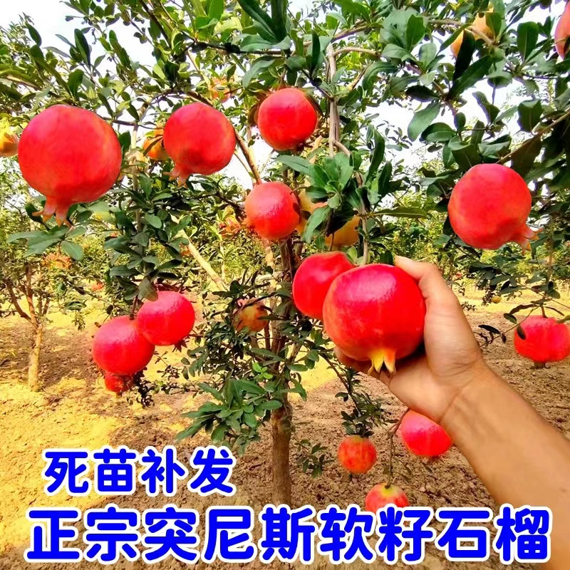 特大石榴树苗果树盆栽地栽庭院树