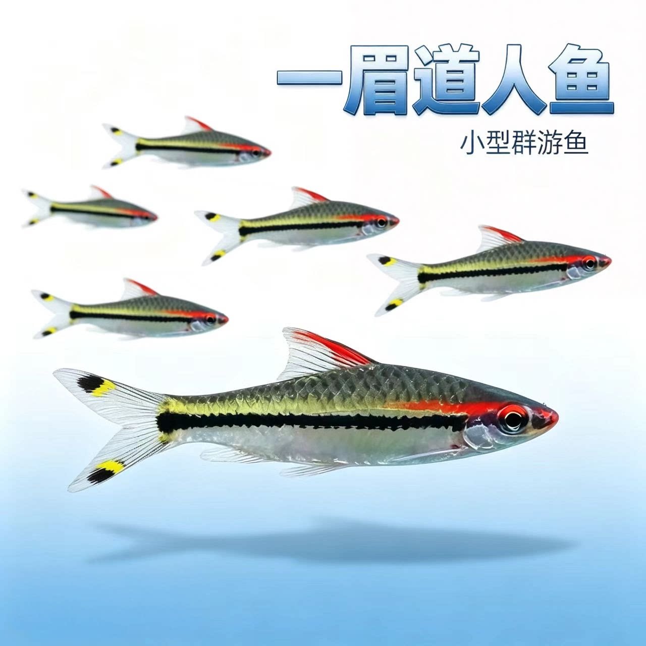 一眉道人鱼小型热带鱼草缸群游
