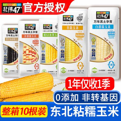 北纬47度黄白糯玉米非转基因新鲜