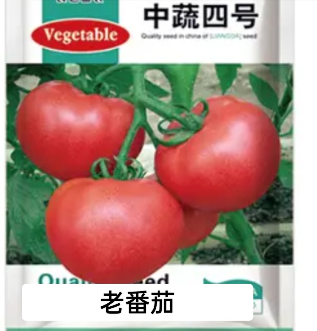 春播老品种大番茄 四季阳台盆栽易种蔬菜籽农家非转基因西红柿籽