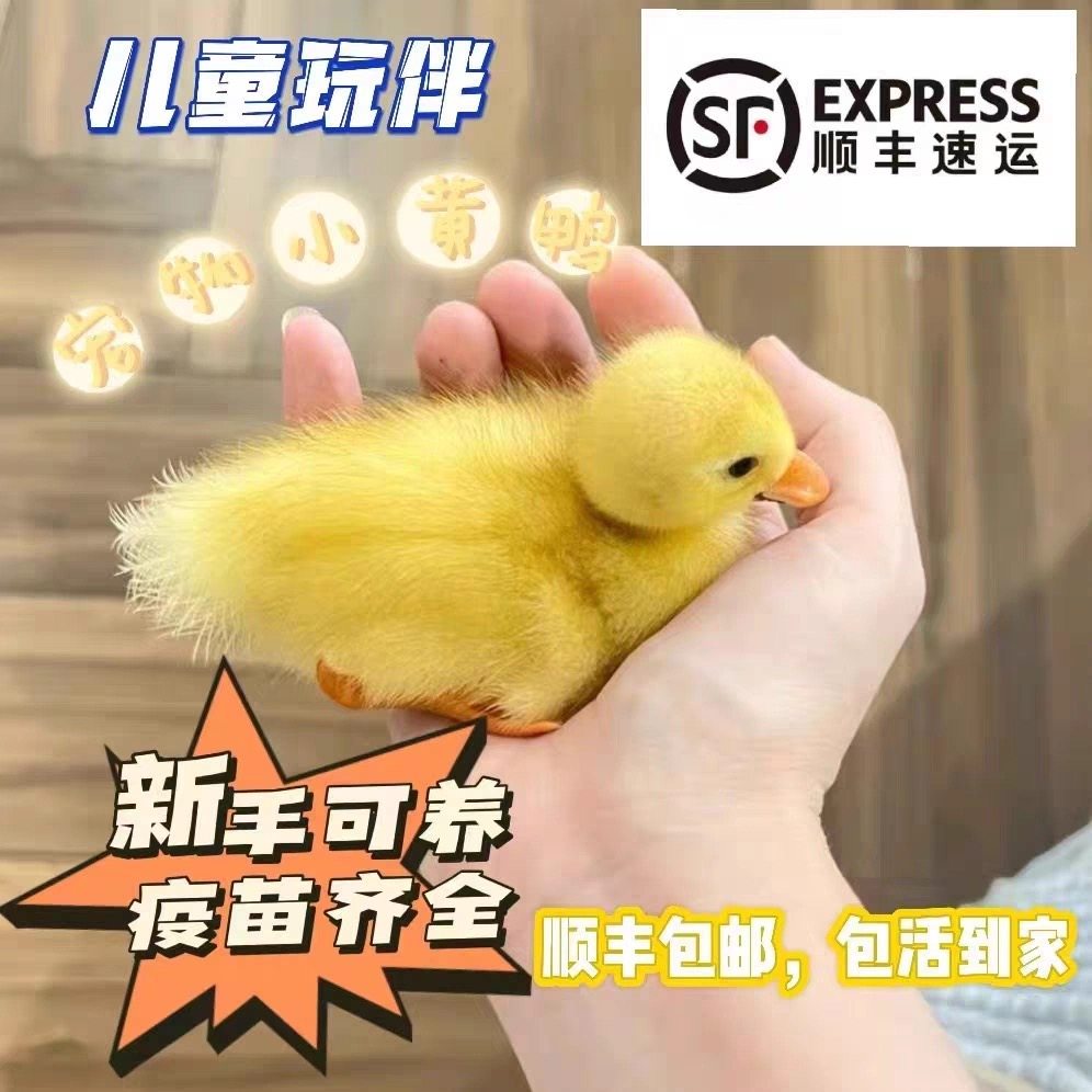 网红s级超幼崽成年柯尔鸭活宠物小黄鸭活苗幼崽幼仔柯达鸭粘人