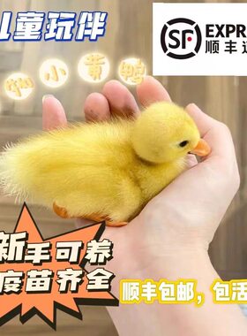 小黄鸭子网红宠物鸭可达鸭小活苗