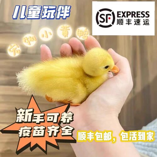 小黄鸭子网红宠物鸭可达鸭小活苗