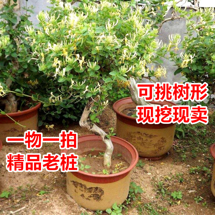 金银花盆景老桩庭院阳台好栽成活