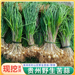 贵州特产新鲜野葱500克 苦蒜小根蒜香葱胡葱沙葱下饭野菜 现挖应季