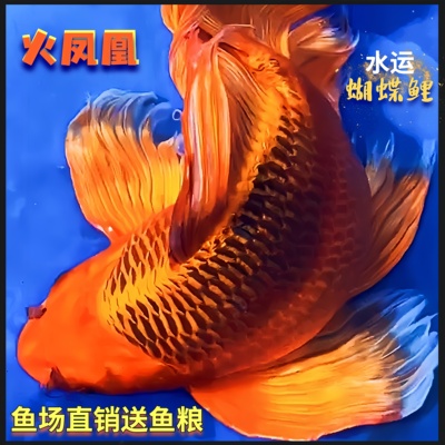 火凤凰锦鲤蝴蝶鲤观赏鱼活体熊猫蝴蝶鲤古铜蝴蝶鲤重金属蝴蝶鲤