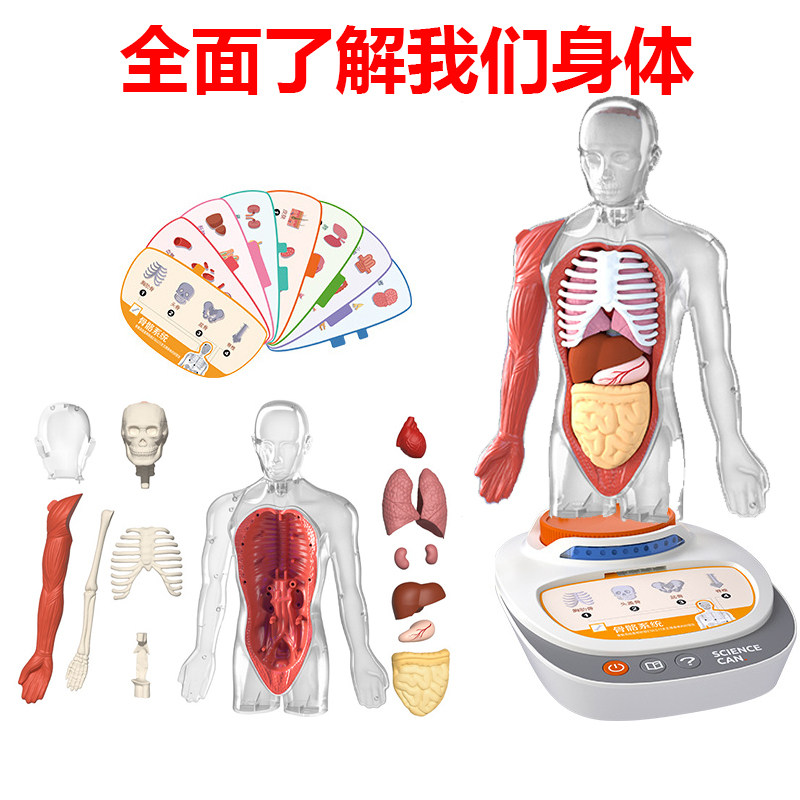科学罐头人体可拆卸解剖模型我们的身体语言百科内脏器官结构玩具