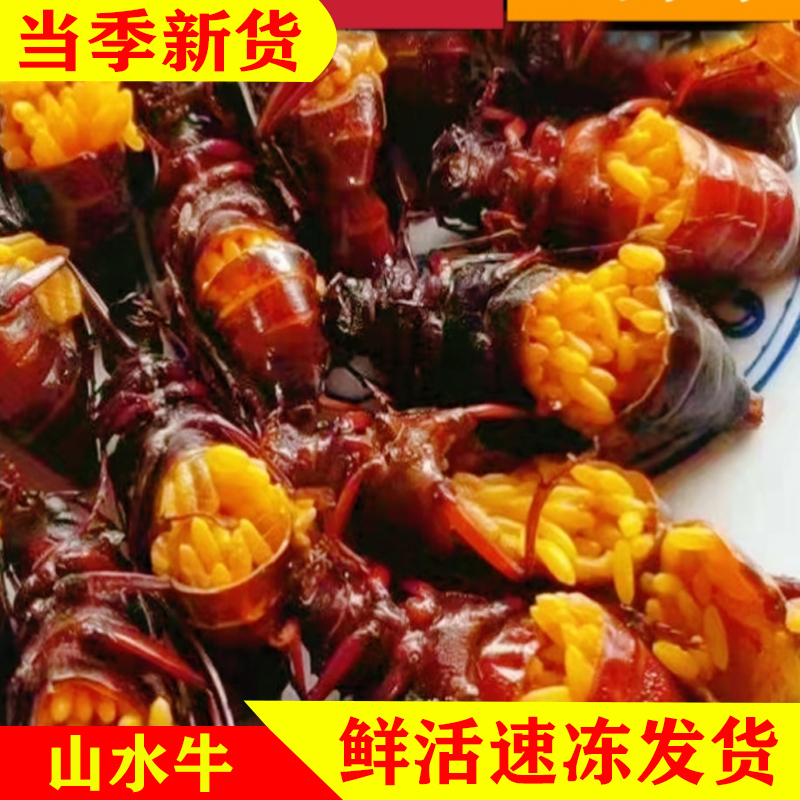 新鲜活体速冻山水牛大母山水牛满籽山水牛食用昆虫知了猴金蝉