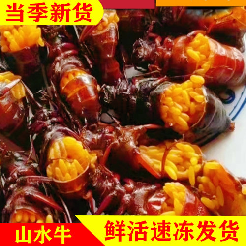 新鲜活体速冻山水牛大母山水牛满籽山水牛食用昆虫知了猴金蝉