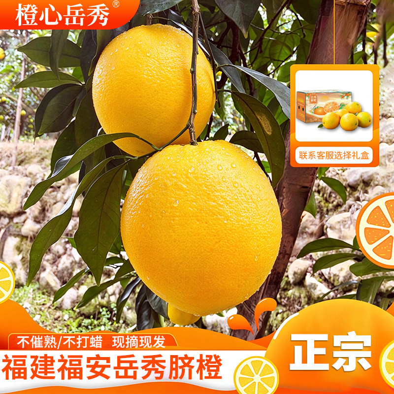 福安岳秀脐橙现摘现发包邮