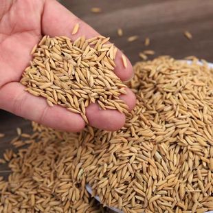 稻谷喂鸡鸭鹅饲料仓鼠鸽子宠物饲料酿酒带壳新鲜稻谷水稻粮食