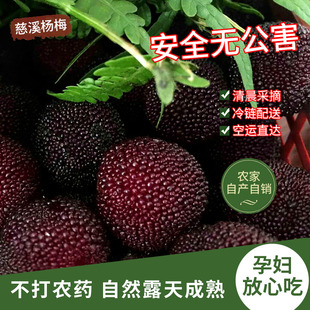正宗浙江慈溪杨梅新鲜水果不打农药自然成熟孕妇放心吃当季现摘
