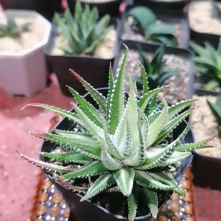 条纹十二卷锦（满29包邮）,鲜花速递/花卉仿真/绿植园艺,多肉植物,淘宝优惠券,粉丝福利购,淘宝优惠卷