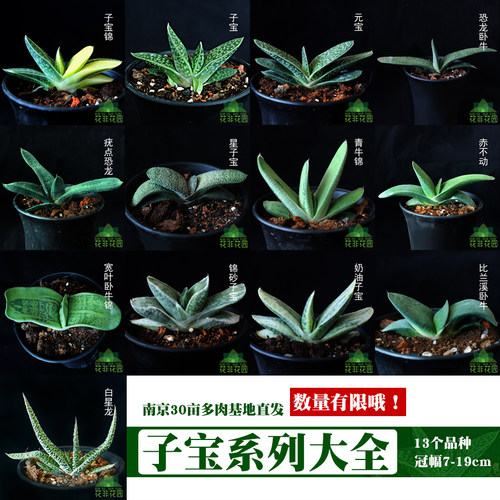 夏天好养多肉植物盆栽百合科叶子