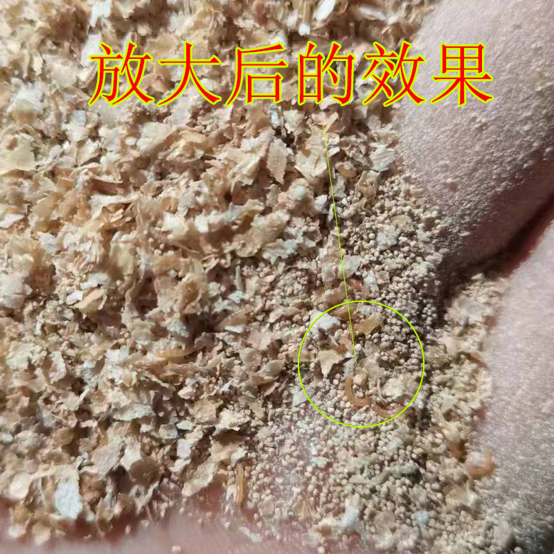 优质面包虫包邮技术黄粉虫