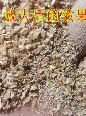 优质面包虫包邮技术黄粉虫