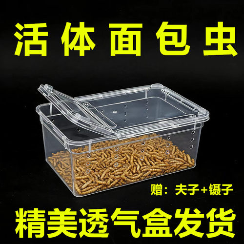 面包虫活虫黄粉虫活体幼虫子金龙鱼蝎子乌龟画眉鸟食石蛙饲料包邮
