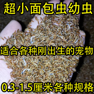 开口虫小面包虫0.5厘米1.5厘米小虫子黄粉虫活体蜘蛛守宫石蛙蝎子