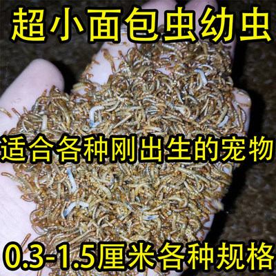 开口黄粉虫小面包虫小虫子