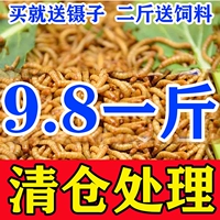 Хлеб -червь Живые желтые порошковые насекомые Живят популярные рыбные черепахи