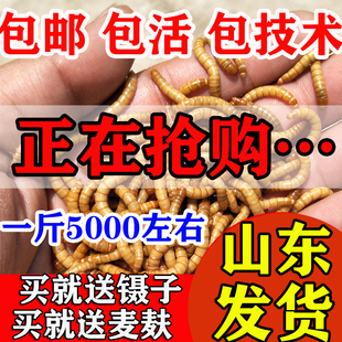 包邮 面包虫活体 乌龟 鹦鹉鱼 画眉鸟石蛙饲料 金龙鱼 黄粉虫活虫