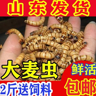 大麦虫活体面包虫金龙鱼八哥守宫画眉鸟虫子宠物饲料全国包邮