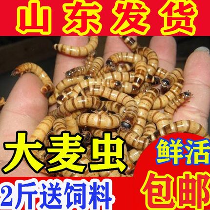 大麦虫活体面包虫金龙鱼八哥守宫画眉鸟虫子宠物饲料全国包邮
