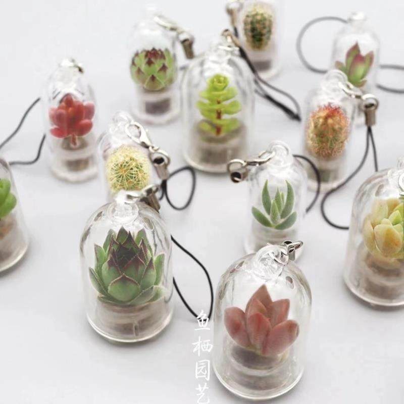 活植物随身多肉学生钥匙扣迷你盆栽挂件桌面微景观生态瓶创意礼品,鲜花速递/花卉仿真/绿植园艺,大型绿植/成品组合盆栽,淘宝优惠券,粉丝福利购,淘宝优惠卷