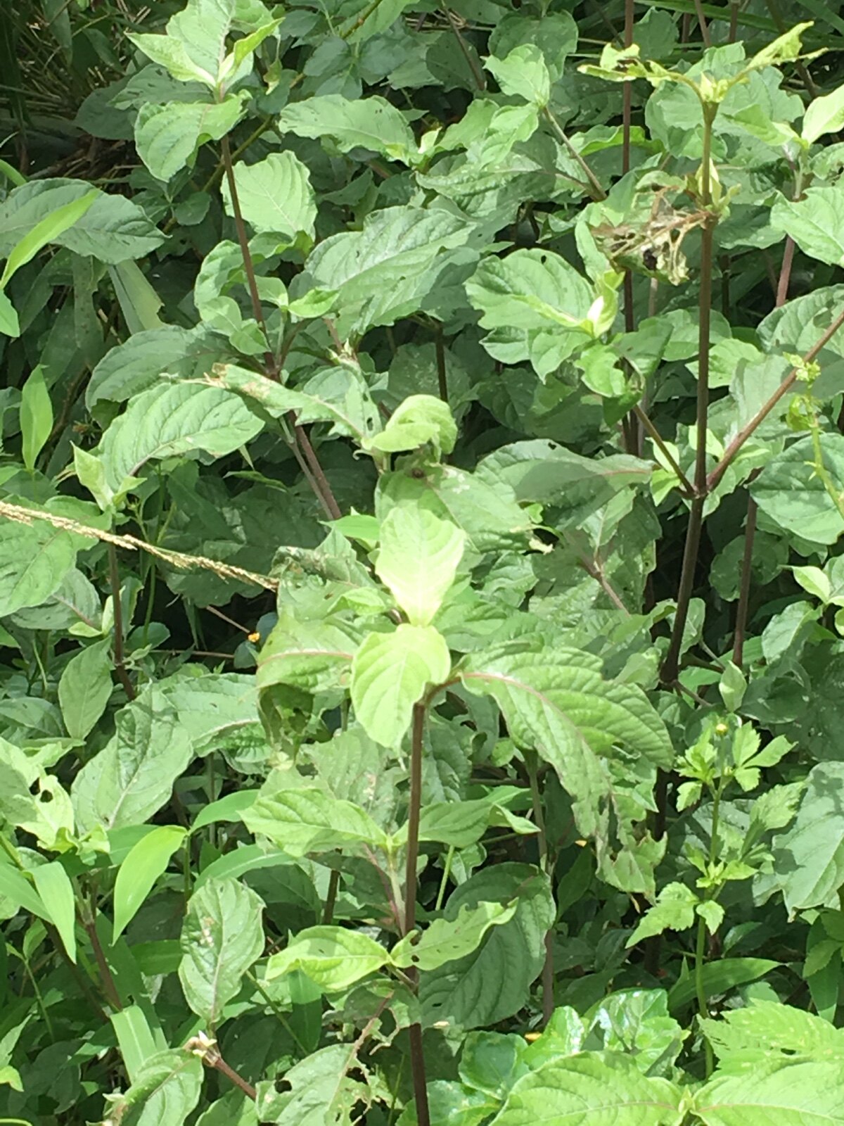 新鲜野生土牛膝岭南特产中草药虎鞭草 倒扣草 老虎刺现采一斤包邮