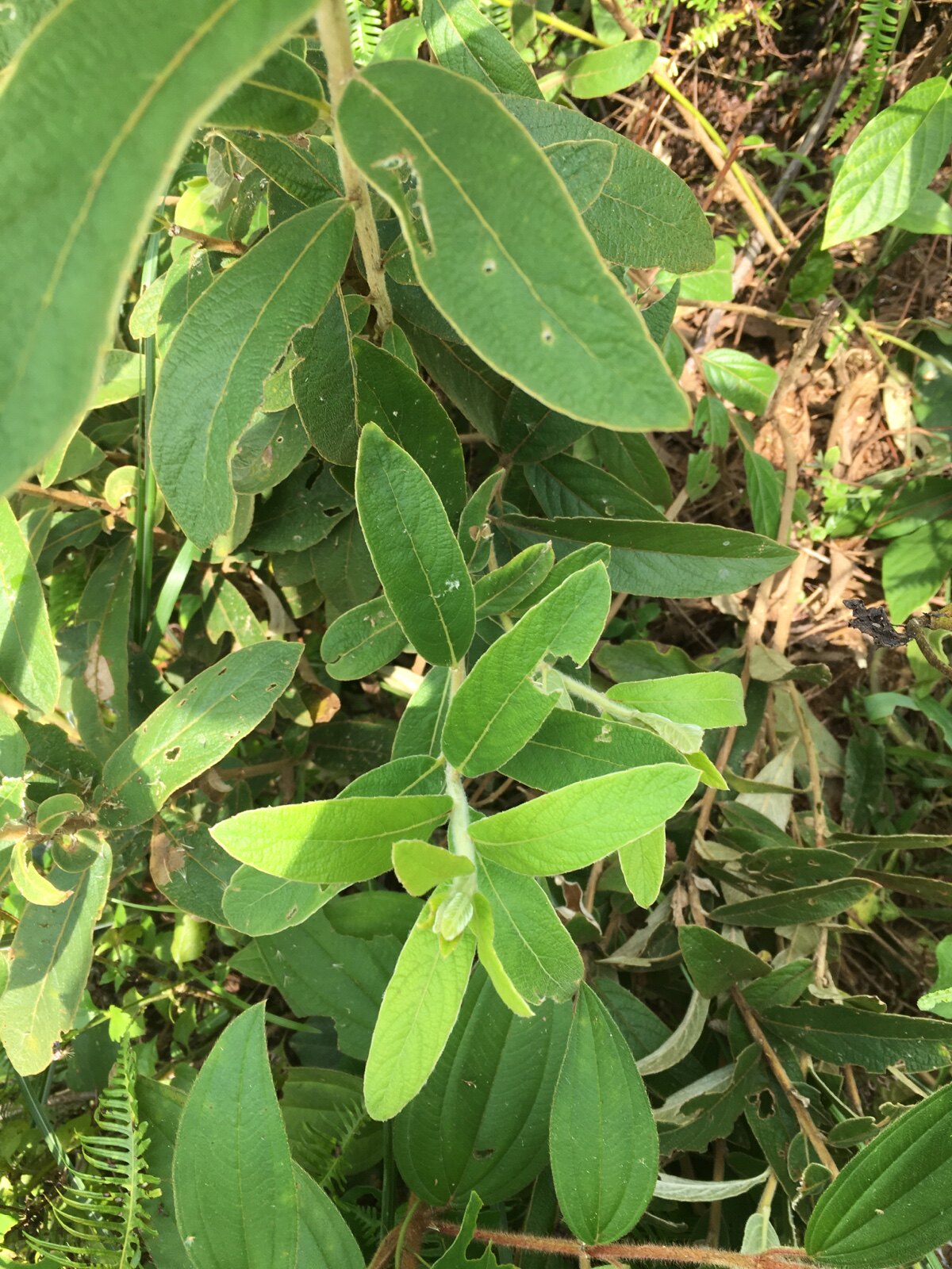 新鲜羊耳菊猪耳风羊耳风山白芷白牛胆蜡毛香壮牛浪白面风一斤包邮