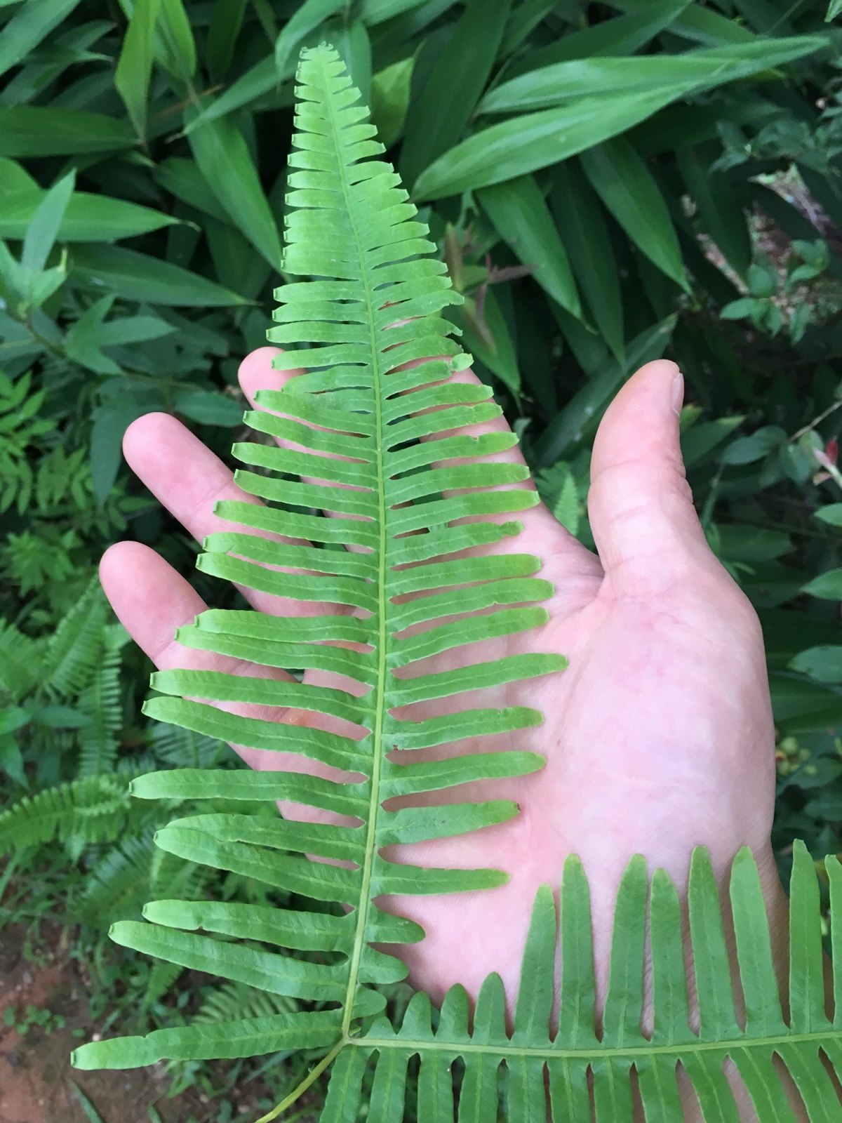 现采新鲜野生铁芒萁 铁狼萁芒萁骨小里白 中药材狼蕨全草500g包邮