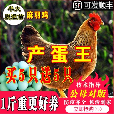 纯种麻羽鸡小鸡活苗绿壳蛋鸡活苗