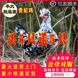 小鸡活苗贵妃鸡活苗活体半大苗脱温鸡鸡苗观赏鸡土鸡贵妃鸡苗包邮