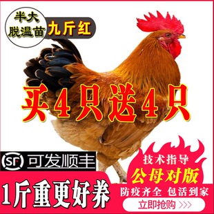 小鸡活苗九斤红活苗巨型大红公鸡鸡苗红玉380鸡苗半大脱温苗包邮