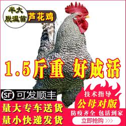小鸡活苗一斤半斤汶上芦花鸡活苗白芦花鸡活苗蛋鸡活苗青年鸡包邮