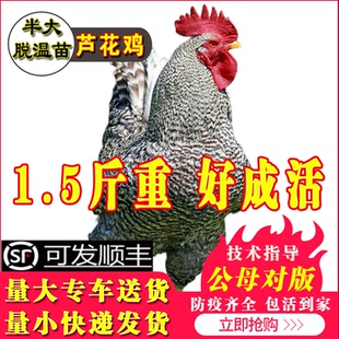 小鸡活苗一斤半斤汶上芦花鸡活苗白芦花鸡活苗蛋鸡活苗青年鸡包邮