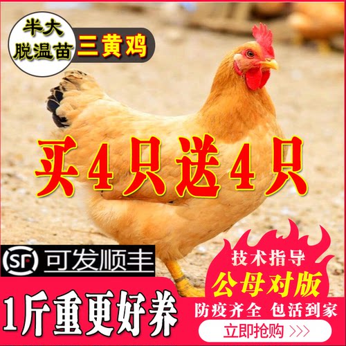 纯种三黄鸡苗小鸡活苗脱温鸡包邮