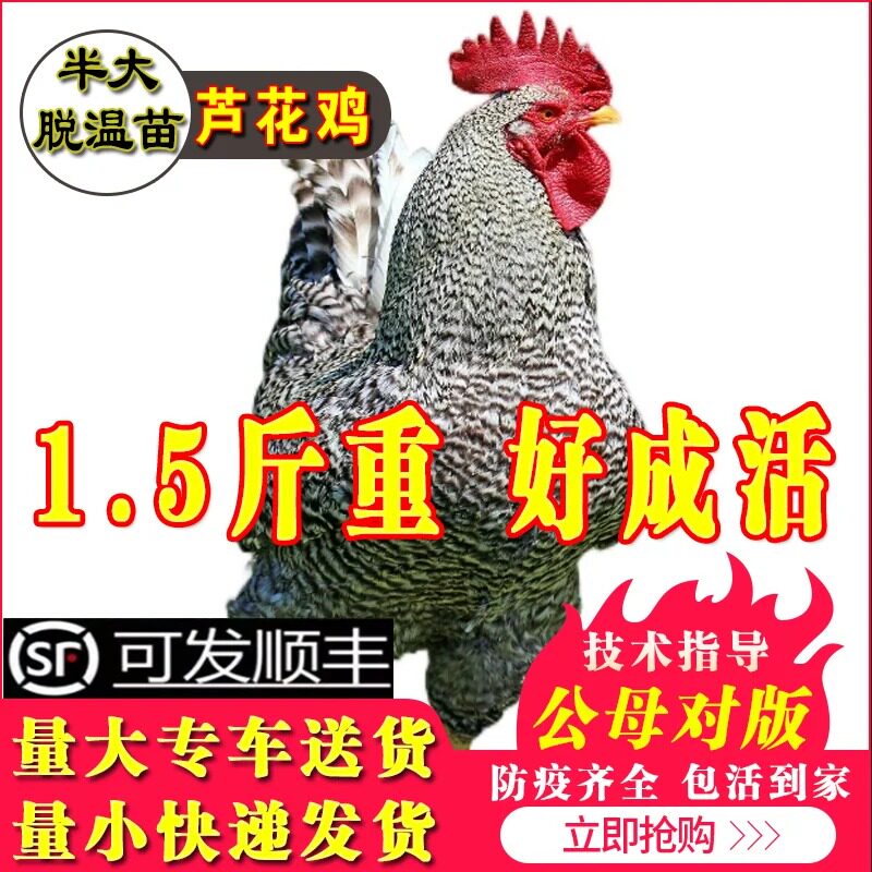 纯种汶上芦花鸡小鸡活苗蛋鸡活苗