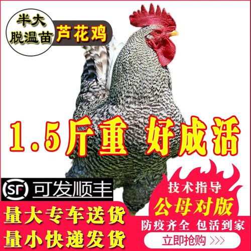纯种汶上芦花鸡小鸡活苗蛋鸡活苗