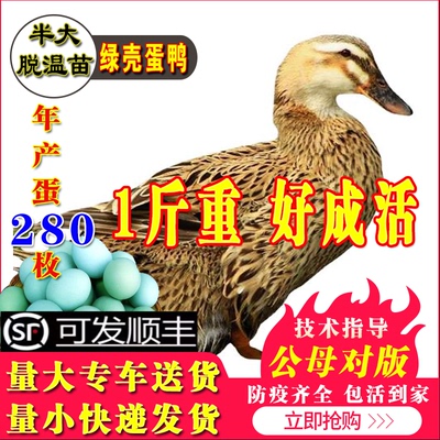 一斤鸭活苗绿壳蛋鸭活苗包活到家